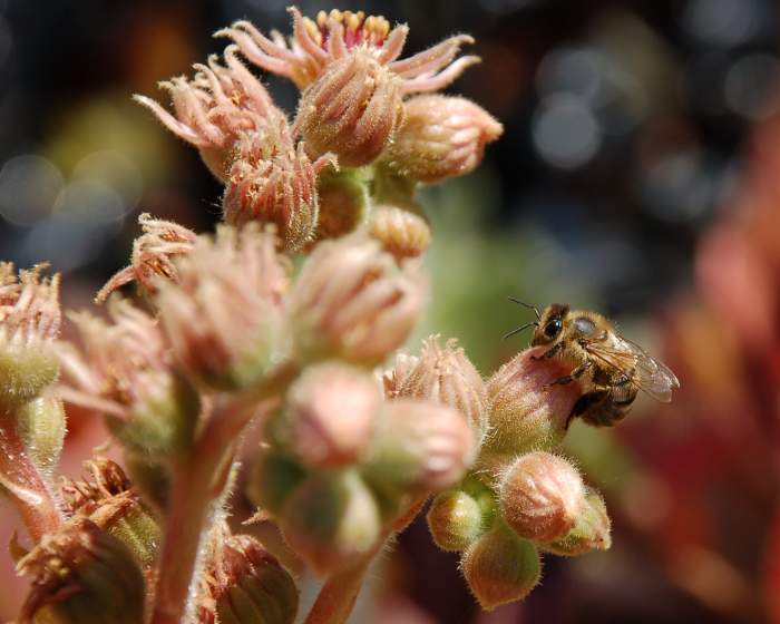 Sempervivum Dachwurz Hauswurz